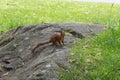 A red fluffy squirrel on a rock in park. Royalty Free Stock Photo