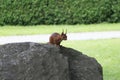 A red fluffy squirrel on a rock in park. Royalty Free Stock Photo