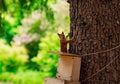 Red, fluffy squirrel sitting on a brown tree Royalty Free Stock Photo