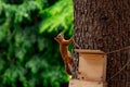 Red, fluffy squirrel sitting on a brown tree Royalty Free Stock Photo