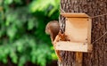 Red, fluffy squirrel sitting on a brown tree Royalty Free Stock Photo