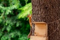 Red, fluffy squirrel sitting on a brown tree Royalty Free Stock Photo