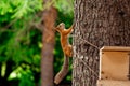 Red, fluffy squirrel sitting on a brown tree Royalty Free Stock Photo