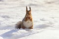 Red fluffy squirrel sitting in the snow