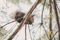 Red fluffy squirrel sitting on tree branch Royalty Free Stock Photo