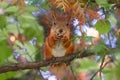 A red fluffy squirrel stands on its hind legs