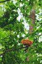 Red fluffy squirrel on the tree branch. Royalty Free Stock Photo