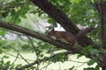 A red fluffy squirrel on a tree trunk.