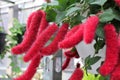 Red fluffy tufts on a Chenille plant