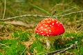 Red fly agaric Royalty Free Stock Photo