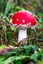 Red fly agaric against the background of the forest. Toxic and hallucinogen mushroom Fly Agaric in grass on autumn forest