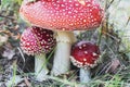 Red fly agaric, close-up, Latin name Amanita muscaria with a beautiful red hat in the autumn forest, hid in the grass. Royalty Free Stock Photo