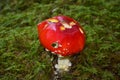 Fly agaric Royalty Free Stock Photo