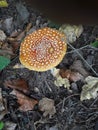 Red fly agaric is found in the forest. Poisonous mushrooms in the forest. Beautiful fly agaric