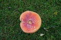 Red fly agaric on green grass . Beautiful but nibbeled toxic dangerous mushroom . Top view bords eye perspective . Royalty Free Stock Photo