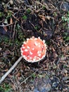 Red fly agaric on the ground, Berchtesgaden, Germany