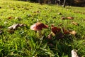 Red fly agaric grows on the edge of the autumn forest Royalty Free Stock Photo