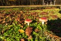 Red fly agaric grows on the edge of the autumn forest Royalty Free Stock Photo