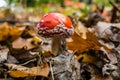 Red fly agaric grows in the nature