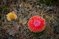 Red fly agaric hat grows in forest Royalty Free Stock Photo