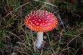 Red Fly Agaric. Iconic toadstool. Amanita Muscaria.