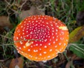 Red Fly Agaric. Iconic toadstool. Amanita Muscaria.