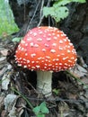 Red fly agaric large macro shot