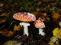 Red poisonous mushroom with white dots on wet grassy soil, with shallow dof. Amanita muscaria