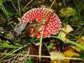 Red poisonous mushroom with white dots on wet grassy soil, with shallow dof. Amanita muscaria