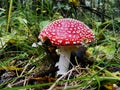 Red poisonous mushroom with white dots on wet grassy soil, with shallow dof. Amanita muscaria