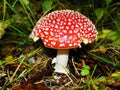 Red poisonous mushroom with white dots on wet grassy soil, with shallow dof. Amanita muscaria