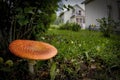 Red fly agaric on the lawn Royalty Free Stock Photo