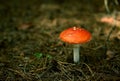 A red fly agaric in a summer forest on the ground covered with dry pine needles, close-up. Royalty Free Stock Photo