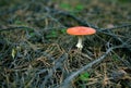 A red fly agaric in a summer forest on the ground covered with dry pine needles, close-up. Royalty Free Stock Photo