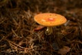 A red fly agaric in a summer forest on the ground covered with dry pine needles, close-up. Royalty Free Stock Photo