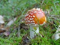 Red fly agaric Royalty Free Stock Photo