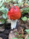 fly agaric is the most dangerous mushroom of the autumn forest. Amanita muscaria is used as an intoxicant and entheogen in Sib Royalty Free Stock Photo