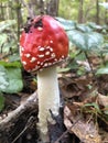 Red fly agaric is the most dangerous mushroom of the autumn forest. Amanita muscaria is used as an intoxicant and entheogen in Sib Royalty Free Stock Photo