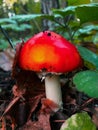 Red fly agaric is the most dangerous mushroom of the autumn forest.