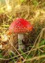 Red fly agaric mushroom Amanita muscaria growing in sun lit forest grass Royalty Free Stock Photo