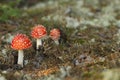 Red fly agaric mushroom, Amanita muscaria. Royalty Free Stock Photo