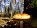 Red mushroom