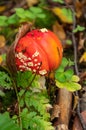 Fly agaric in the forest. Red fly agaric mushroom