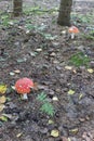 Amanita muscaria (poisonous mushroom)