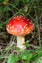 Red Fly Agaric Mushroom