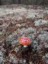 A red fly agaric mushroom growing in moss in a pine forest. Royalty Free Stock Photo