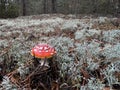 A red fly agaric mushroom growing in moss in a pine forest. Royalty Free Stock Photo