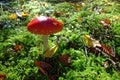Red Fly agaric mushroom growth in sunlight, fall season nature details
