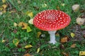 Red fly agaric mushroom Royalty Free Stock Photo