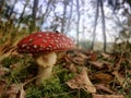 Red fly agaric mushroom or toadstool in the grass